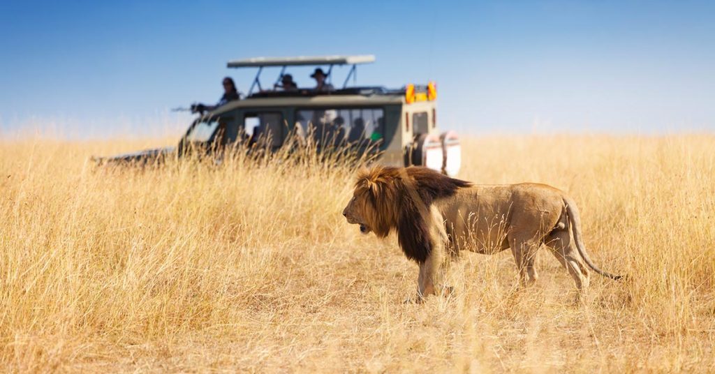 12,000 Lions Are Being Bred In Captivity To Be Hunted By Tourists - Featured image