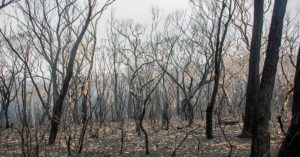 scorched earth