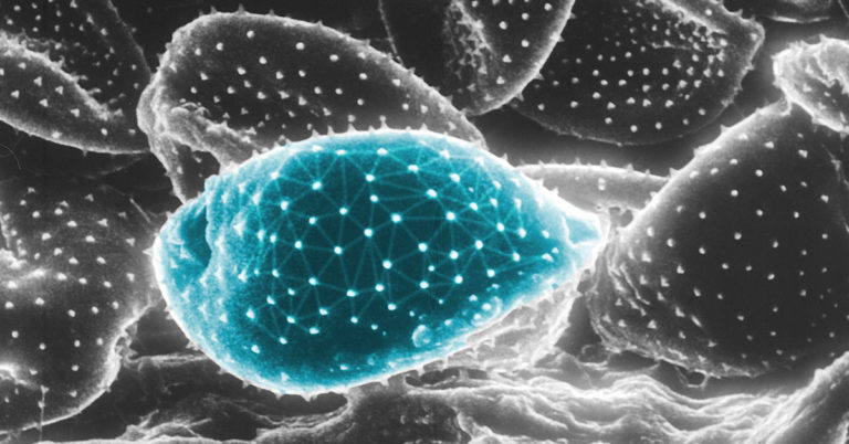 Not bot, not beast: Scientists create first ever living, programmable organism - Featured image