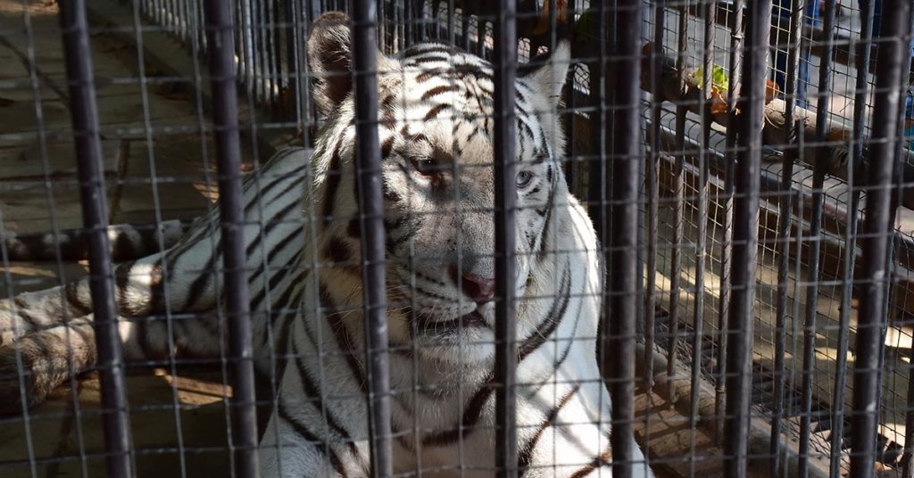 “Psychologically Distressed” Tiger In Beijing Zoo Walks In Endless Circles In Small Enclosure - Featured image