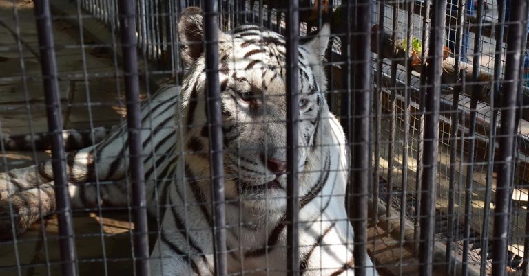 “Psychologically Distressed” Tiger In Beijing Zoo Walks In Endless Circles In Small Enclosure - Featured image