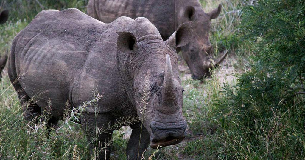 For First Time In 21 Years, Poachers Didn’t Kill A Single Rhino In Kenya Last Year - Featured image