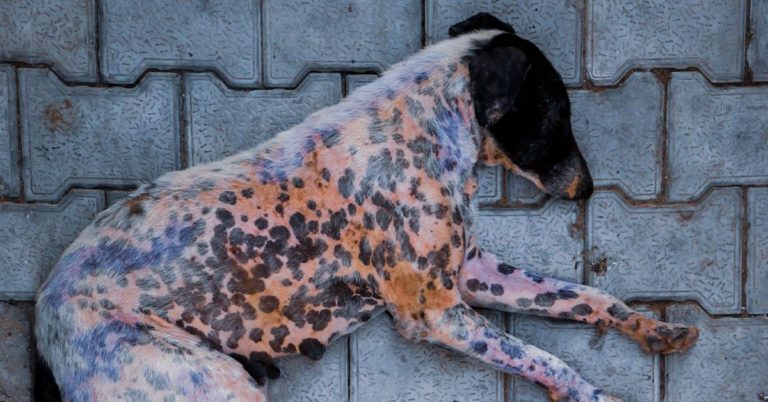 Blue dogs seen roaming near abandoned Russian chemical factory - Featured image
