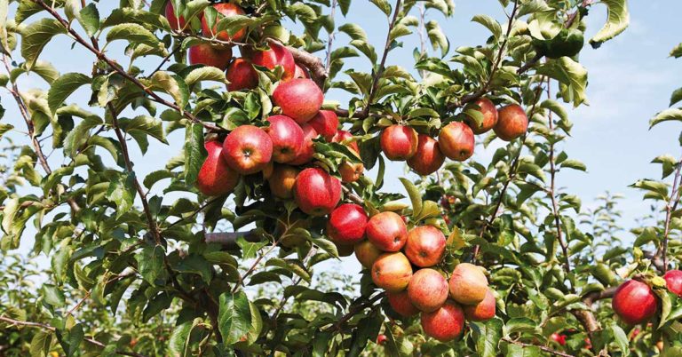 Atlanta Turns 7-Acre Vacant Lot into Largest Free Food Forest In the Country - Featured image