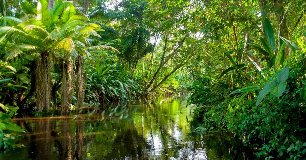 Inside the ‘Absurd’ Plan to Bring the Amazon Rainforest to Europe - Featured image