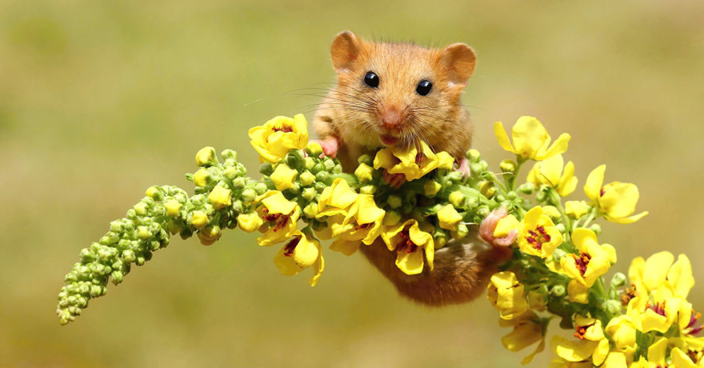 Photographer Captures Adorable Laughing Dormouse Perched on a Flower - Featured image