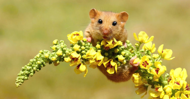 Photographer Captures Adorable Laughing Dormouse Perched on a Flower - Featured image