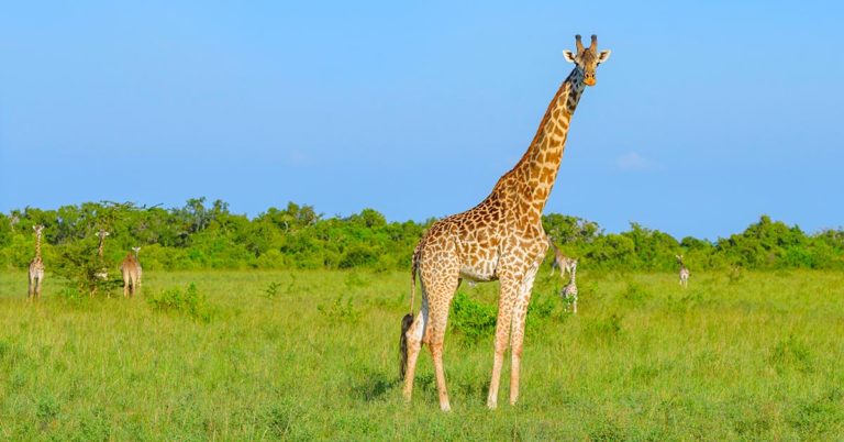 Trophy Hunter Defends Spending $2,000 To Shoot Giraffe And Pose With Its Heart - Featured image
