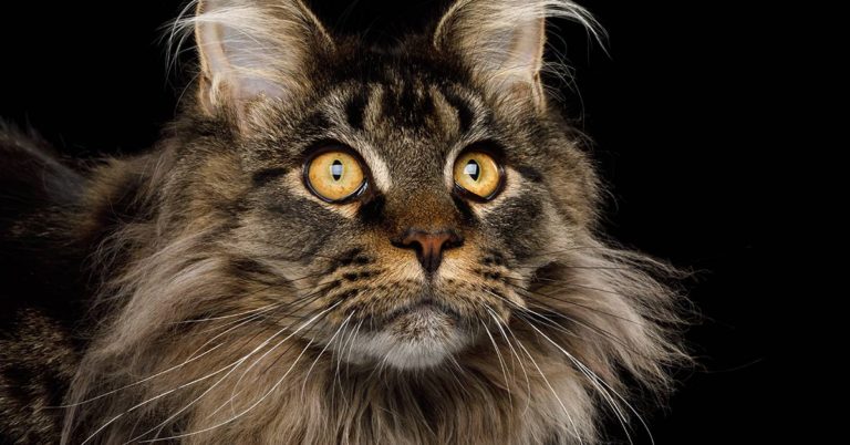 Photographs Show The True Beauty Of Maine Coons - Featured image