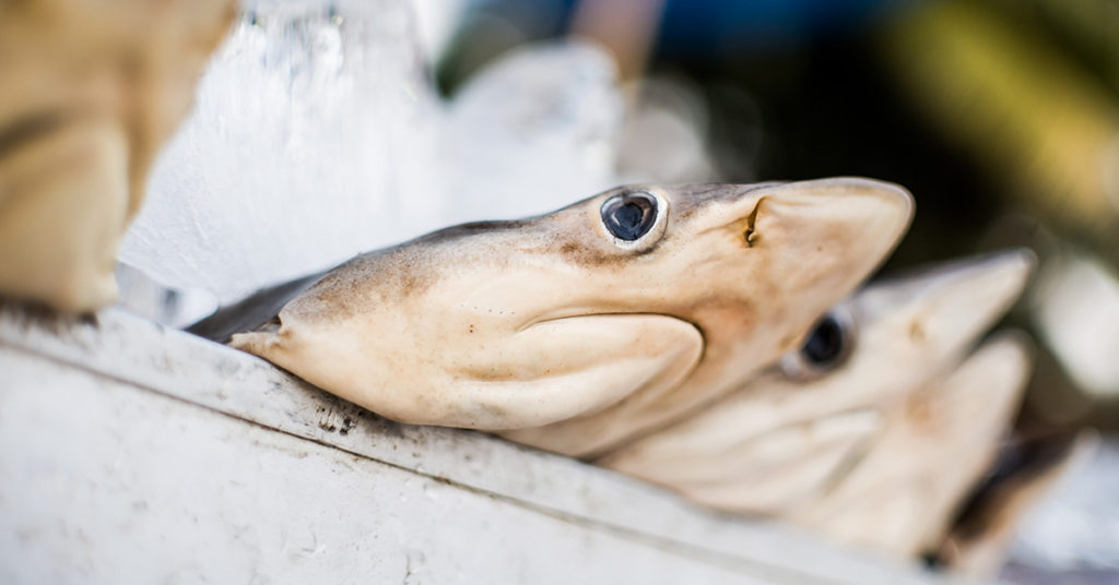 Baby Shark With ‘Human’ Face Leaves Fisherman Baffled - Featured image