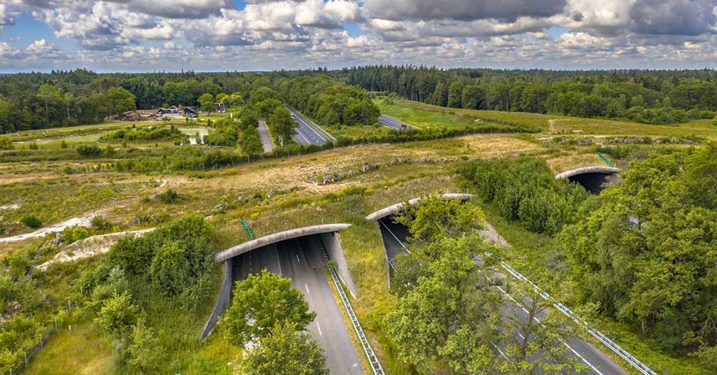 How creating wildlife crossings can help reindeer, bears – and even crabs - Featured image