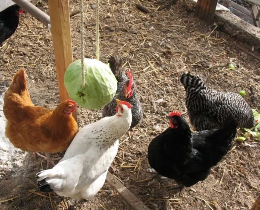 hanging cabbage treat for chickens