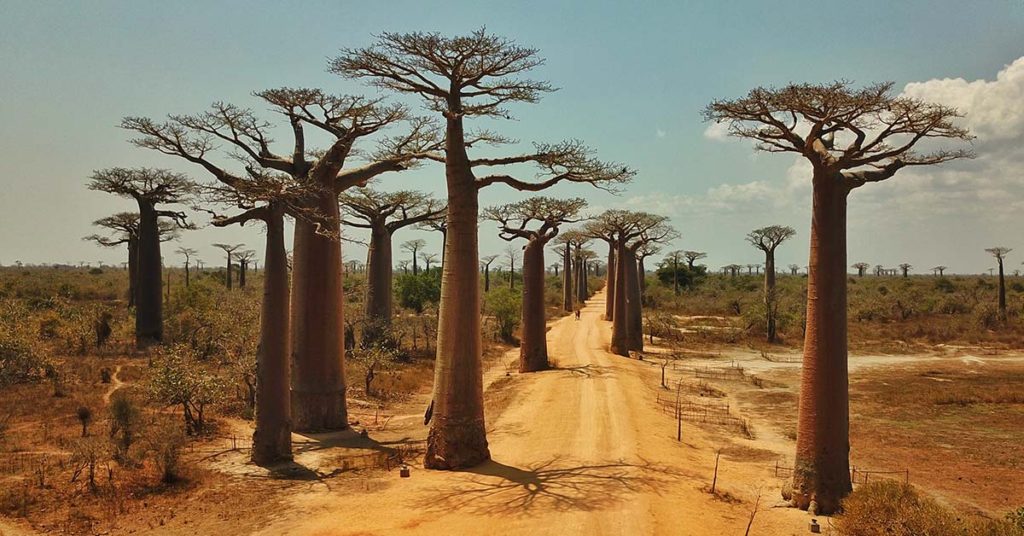 21 Spectacular and unique trees and forests around the world - Featured image