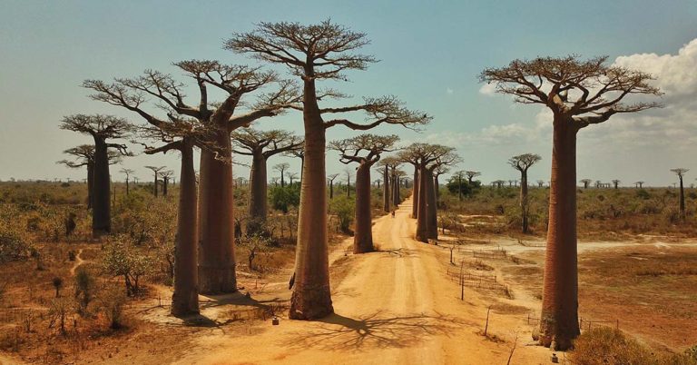 21 Spectacular and unique trees and forests around the world - Featured image