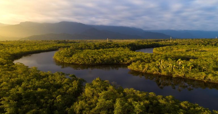 Parts Of The Amazon Rainforest Being Sold Illegally On Social Media - Featured image