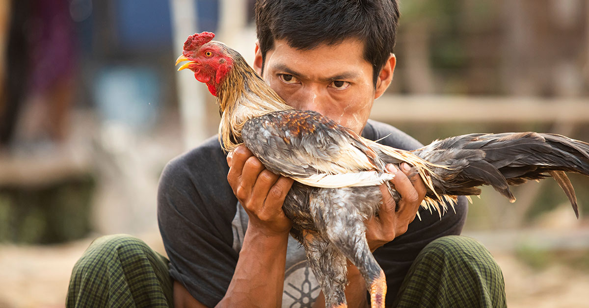 man with rooster