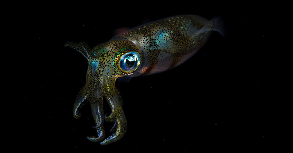 A Cephalopod Has Passed a Cognitive Test Designed For Human Children - Featured image