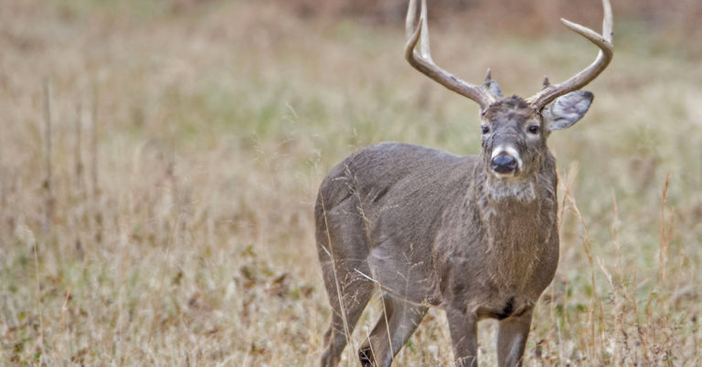 Why a dazed deer in Tennessee had hair growing from its eyeballs - Featured image