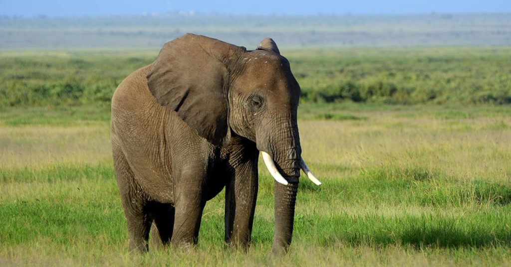 African Elephant Kills Big Game Hunter By Falling On Top Of Him - Featured image