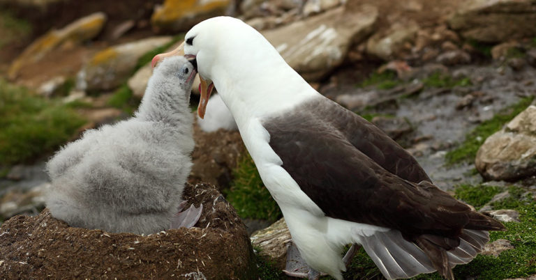 World’s oldest known wild bird has another chick at age of 70 - Featured image