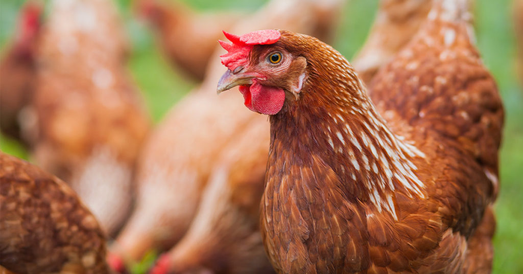 Here’s How You Make A Hanging Cabbage Treat For Your Chickens To Keep Them Entertained - Featured image