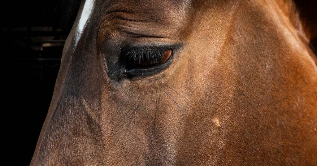 Heartbreaking image shows a horse comforting dying cancer patient and her masked little boy - Featured image