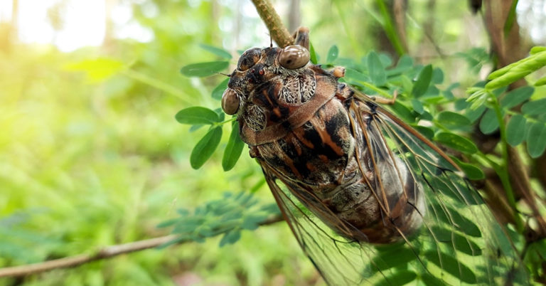 Giant Brood of Billions of Insects Set to Emerge in US in Mass Synchronized Event - Featured image