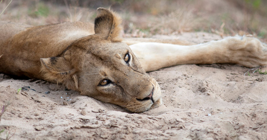 Man Found Five Starving Lions In Sudan Park Then Started A Campaign To Save Them - Featured image