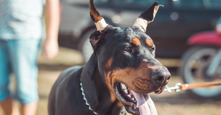 Dogs are Born with Ears and Tails. They Should Get to Keep Them - Featured image