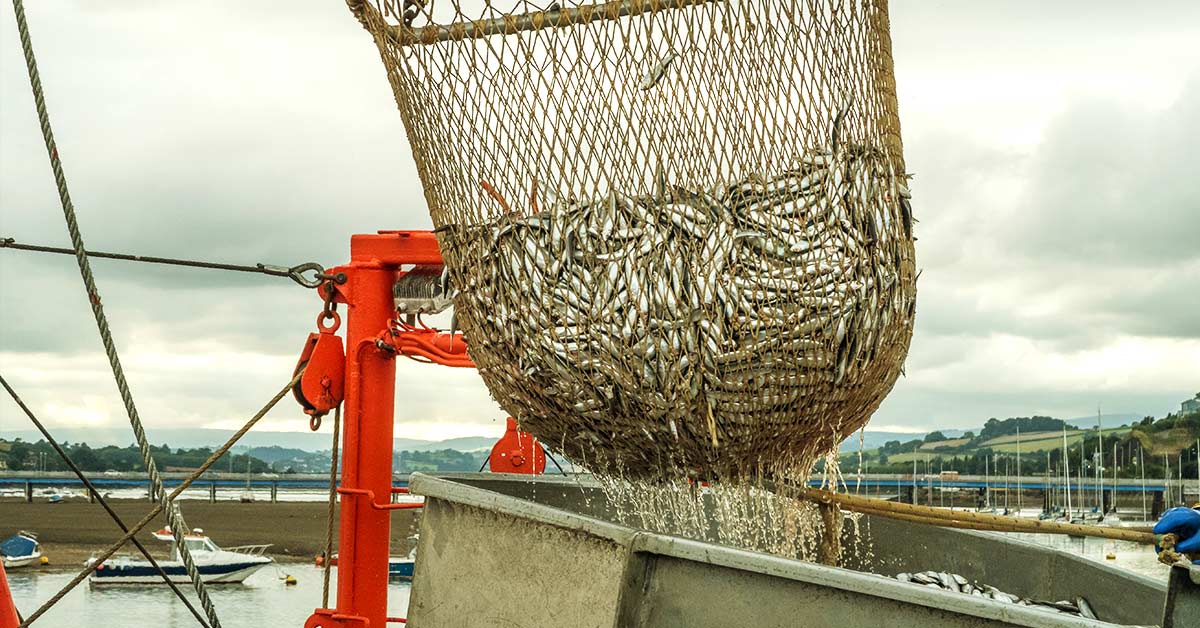 fishing net filled with fish