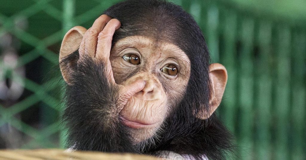 Scientists Used Human Genes to Make Monkey Brains Bigger, and It Worked - Featured image