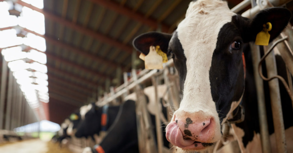 Why Independent Farming in America Is Close to Extinction - Featured image