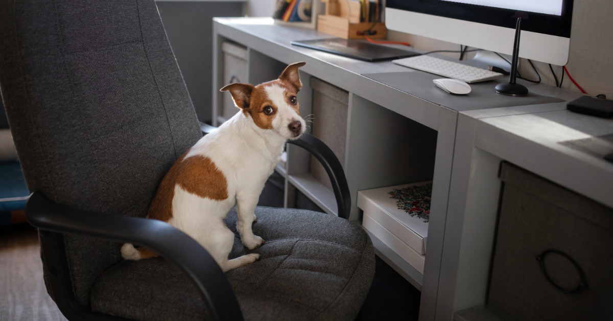 dog sitting on a desk chair staring back at the camera