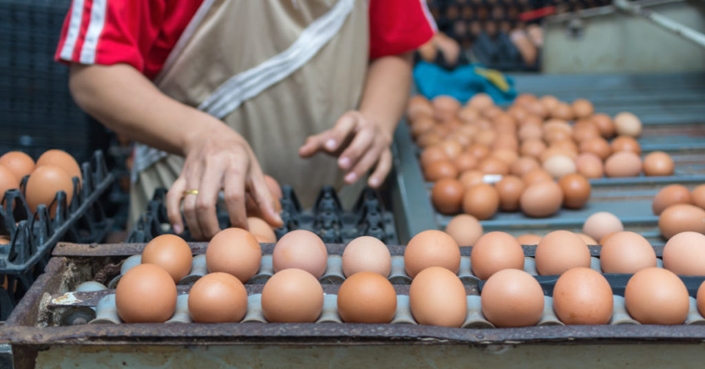 Are cheaper eggs just as nutritious as organic or free-run options? A popular TV program Investigated 14 brands to find out - Featured image