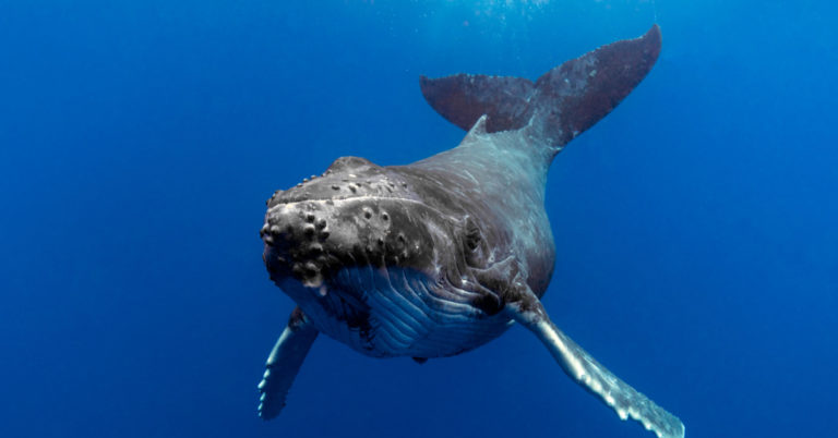 Astonishing Moment Humpback Whale Saved Woman From A Shark Attack - Featured image