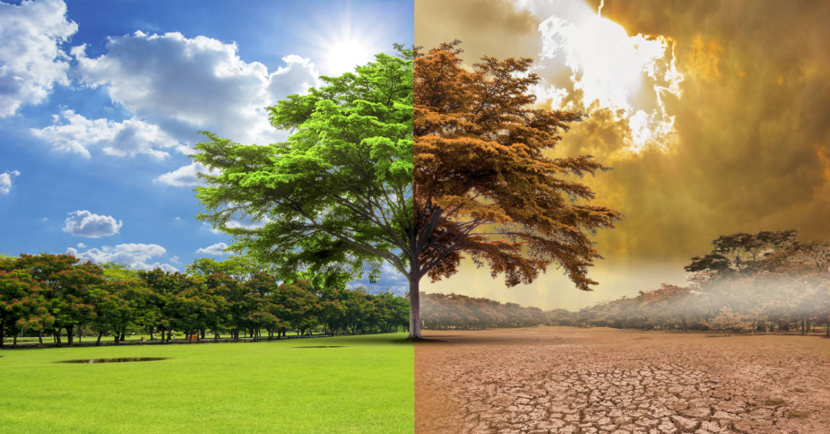 one image of a tree split into two different versions. One green and full of life, the other a barren desert
