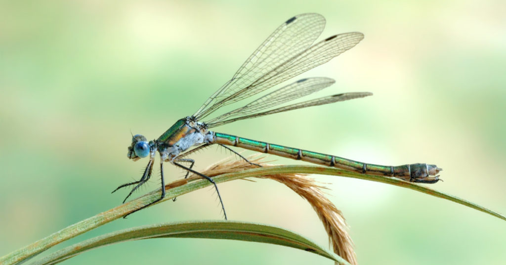 Female Dragonflies Will Literally Fake Their Own Deaths To Avoid Males - Featured image