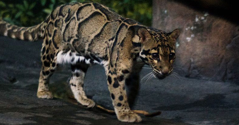 ‘Extinct’ Formosan Clouded Leopard Seen In Taiwan For The First Time Since Disappearing Over 30 Years Ago - Featured image