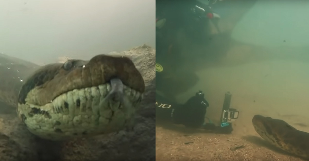 anaconda underwater