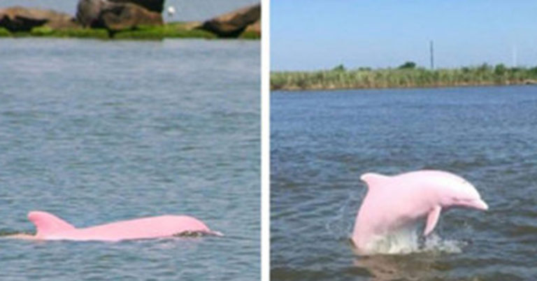 Rare Albino Dolphin Gives Birth to Lovely Pink Calf - Featured image