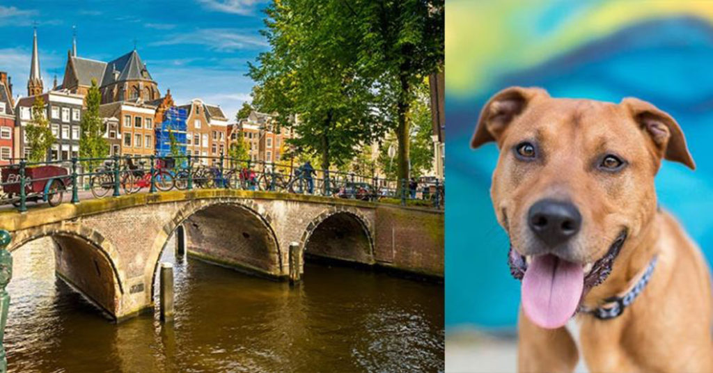 Holland breaks record as first country ever to have zero stray dogs - Featured image
