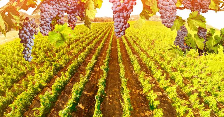 A winery will pay you $10,000 a month to work and live rent-free in Sonoma - Featured image