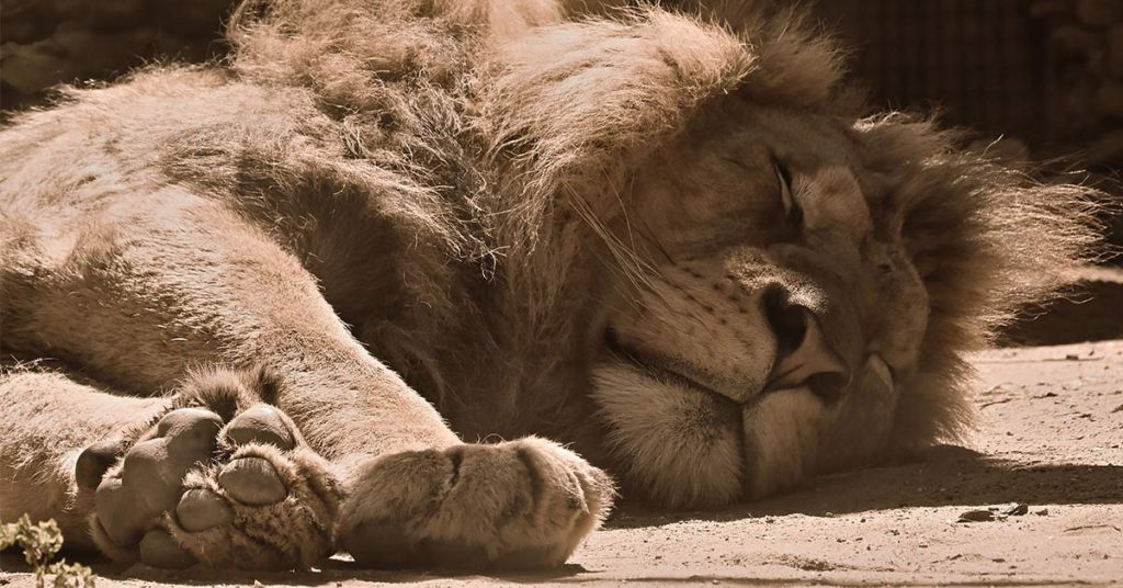 Trophy hunter shot sleeping lion – then celebrated as it writhed in agony before posing - Featured image