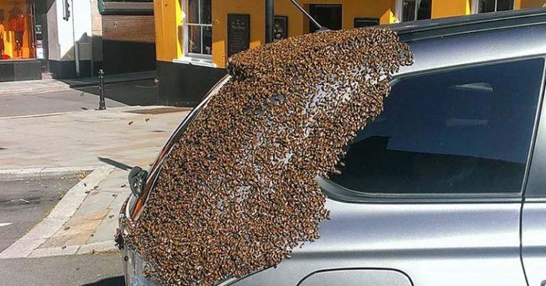 A Swarm of Bees Once Followed a Car for 2 Days to Rescue Their Queen - Featured image