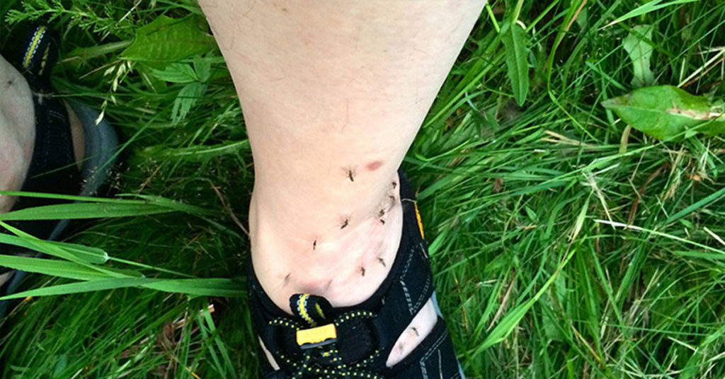 The Surprising Reasons Why Mosquitoes Bite Some People and Don’t Touch Others - Featured image