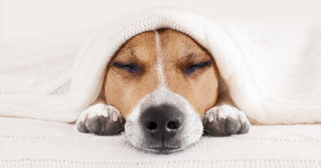 People Who Struggle to Get Out of Bed May Be More Intelligent, Evidence Suggests. - Featured image