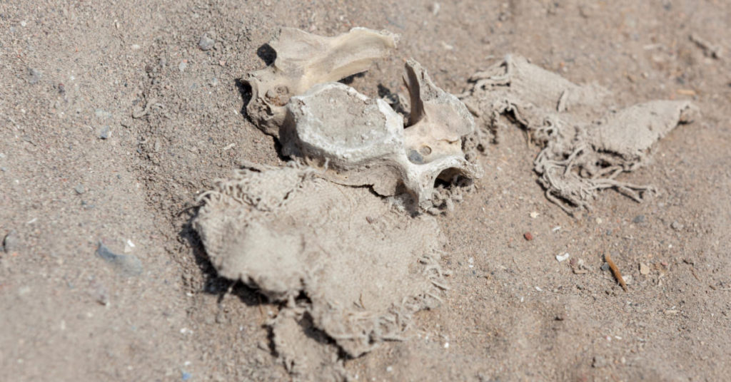 Pool installation unearths bones that date back to ice age - Featured image