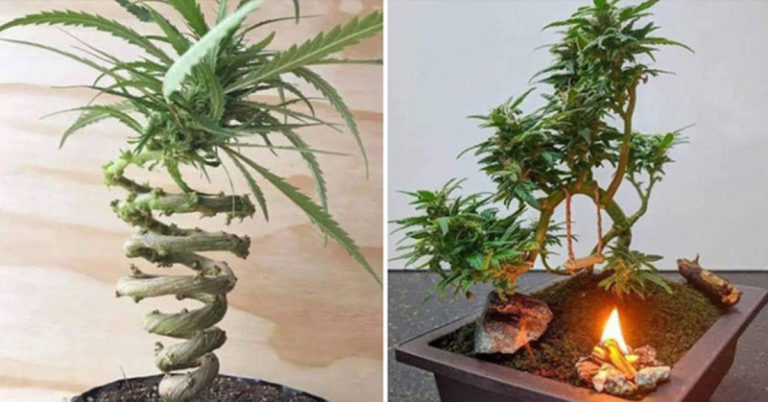 Spectacular Cannabis Bonsai Trees And How To Grow Them - Featured image