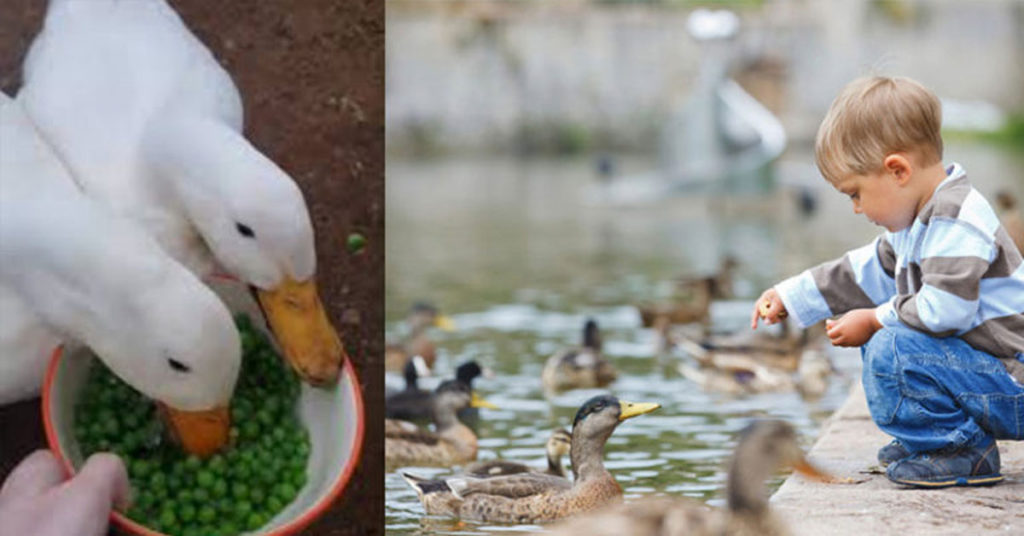 Feed Ducks Frozen Peas, Not Bread, Wildlife Organization Urges - Featured image