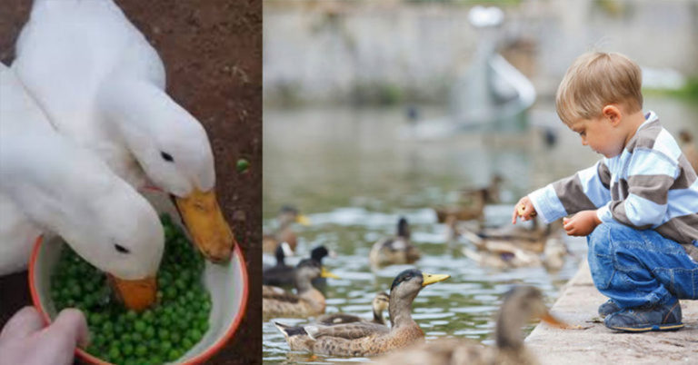 Feed Ducks Frozen Peas, Not Bread, Wildlife Organization Urges - Featured image